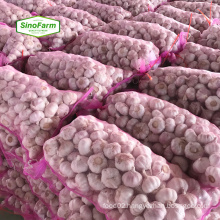 Sinofarm 2021 new crop China/Chinese fresh garlic in bulk normal white for tunisia
